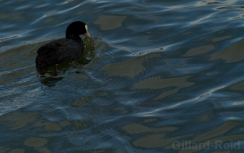 coot