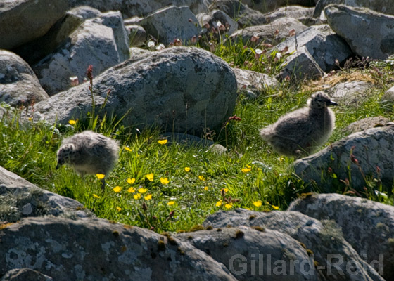 shetland bird photos