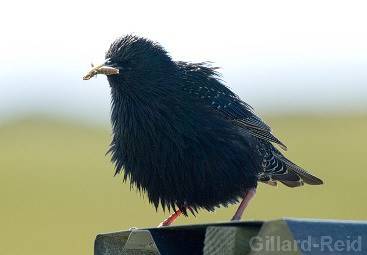 shetland bird photos