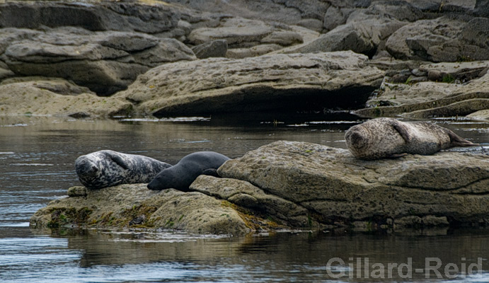 seals