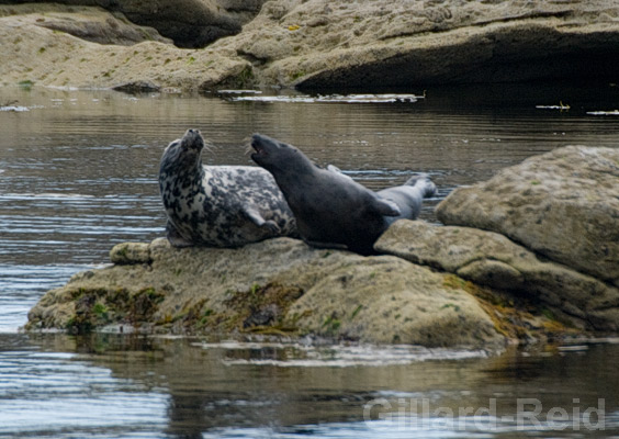 seals