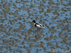 shelduck