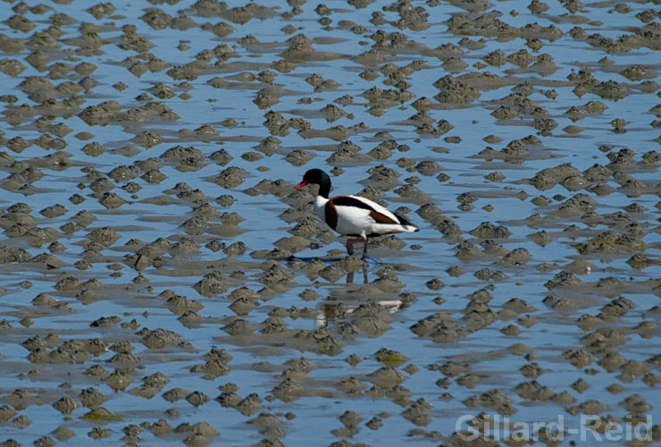 shetland bird photos