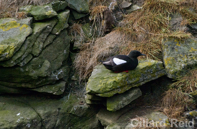 shetland bird photos