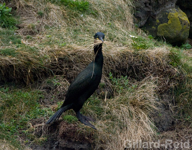 shetland bird photos