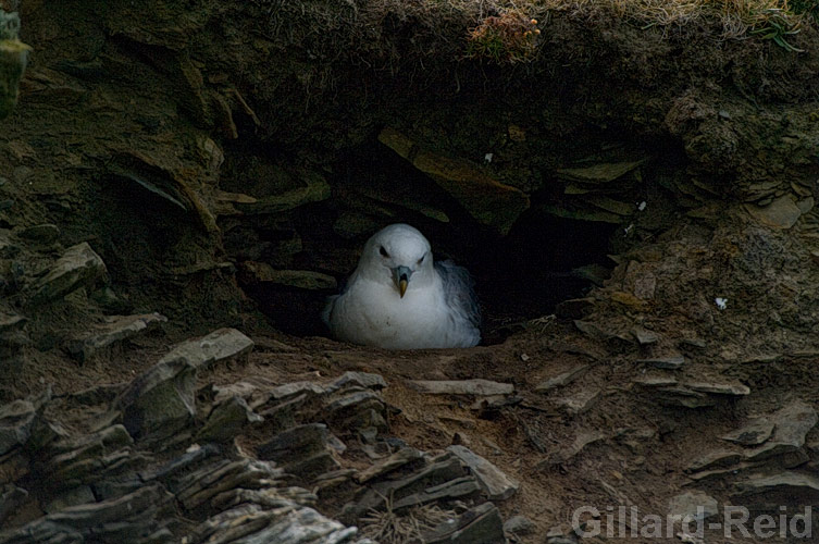 shetland bird photos