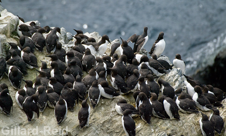 shetland bird photos