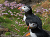 puffin