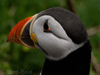 puffin