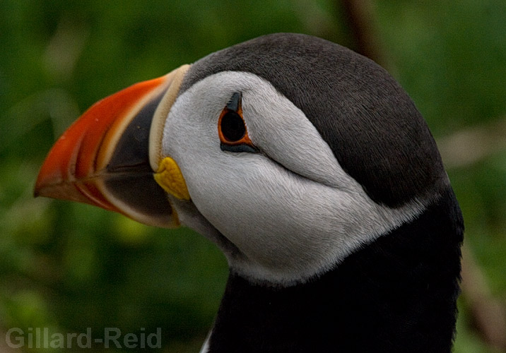 shetland bird photos