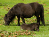 shetland ponies