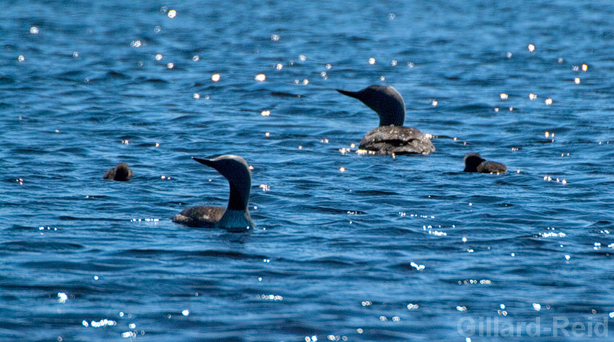 red throated diver