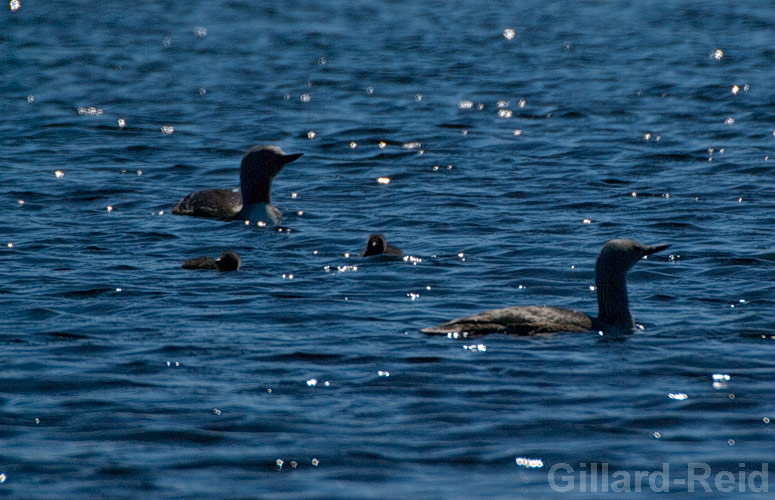 red throated diver