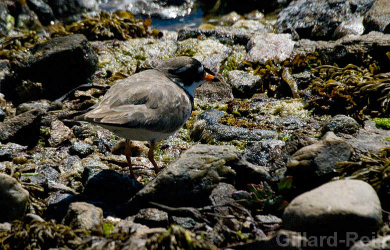 shetland bird photos