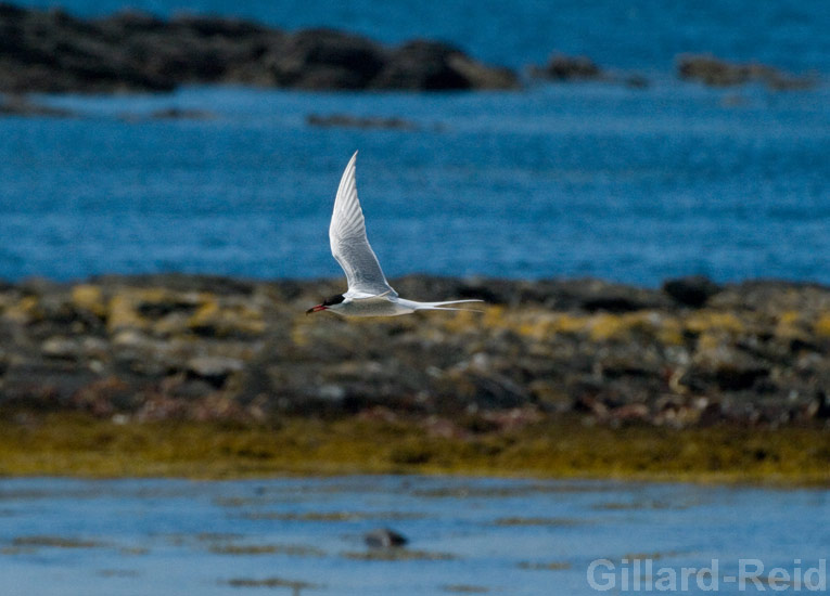 shetland bird photos