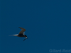 arctic
                tern