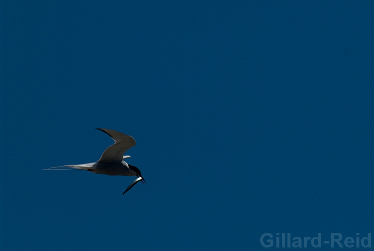 shetland bird photos