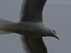 herring gull