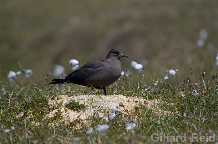 arctic skua