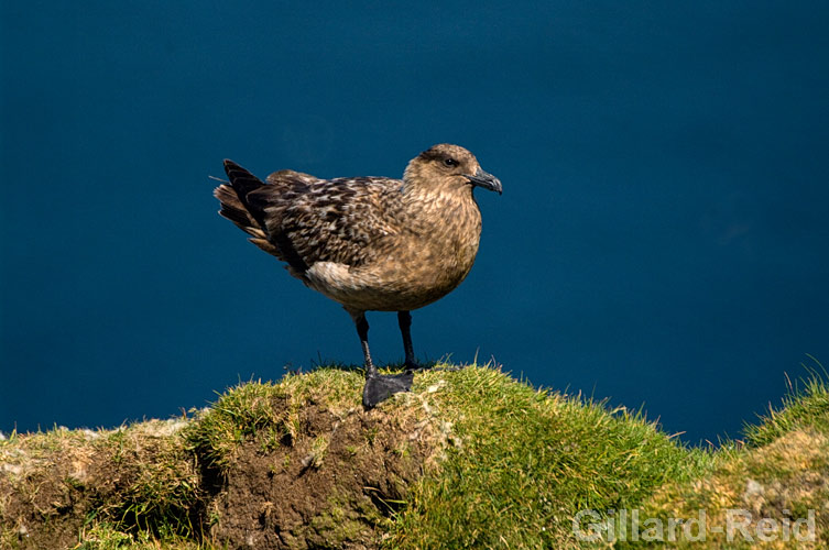 shetland bird photos