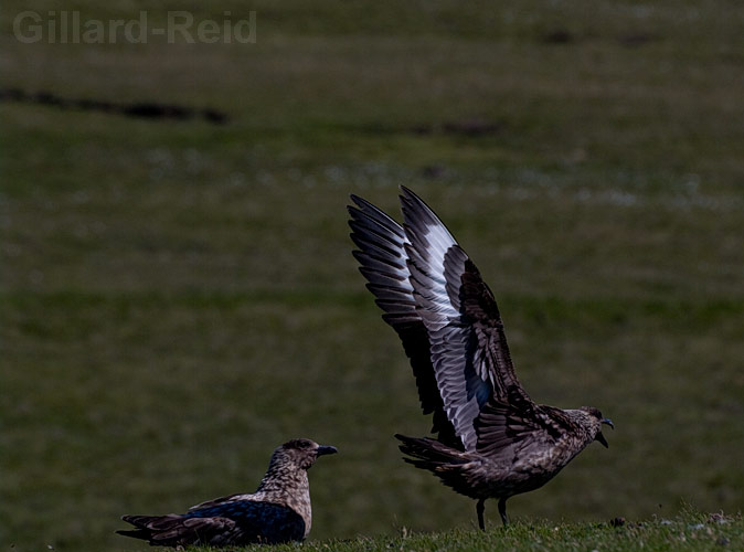 shetland bird photos