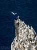 gannets