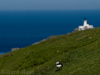 puffin at muckleflugga