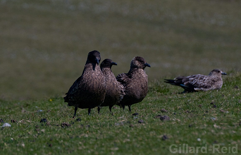 shetland bird photos