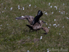 arctic
                  skua with young