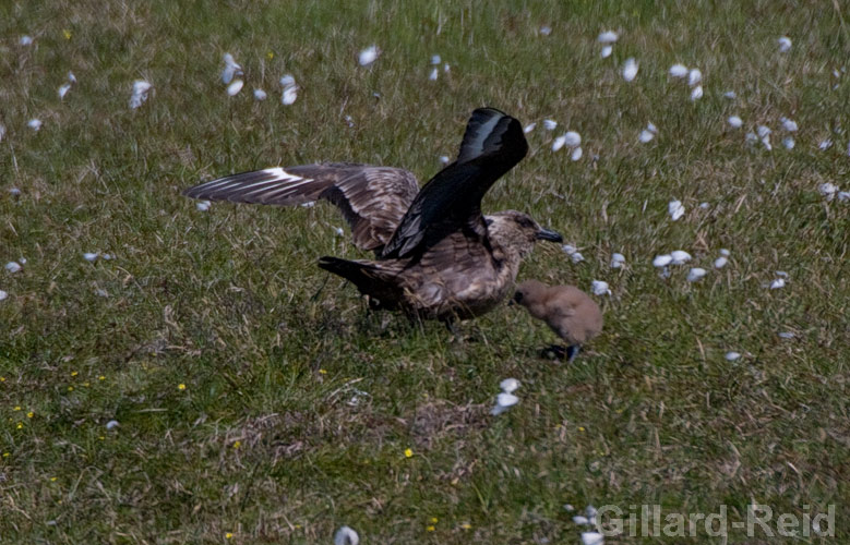 shetland bird photos