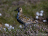 Golden Plover