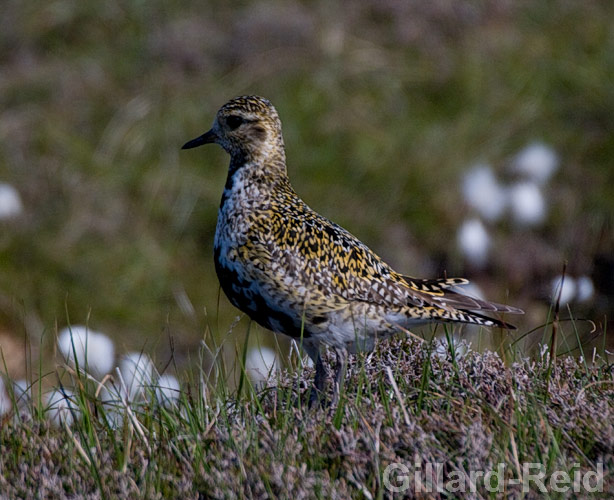 golden plover