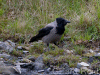 hooded crow