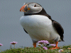 puffin photo