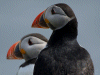 puffin photo