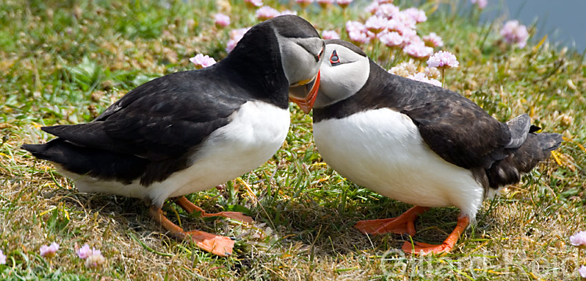 puffins