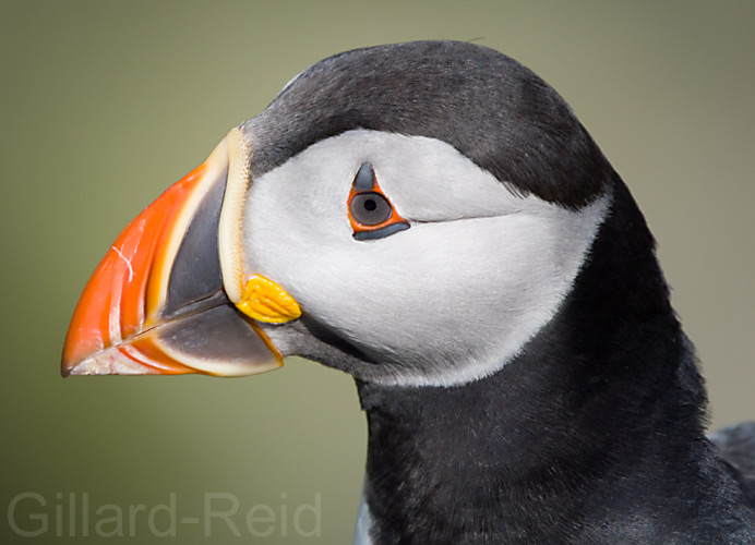 puffin portrait