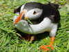 puffin photo