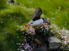 puffin photo