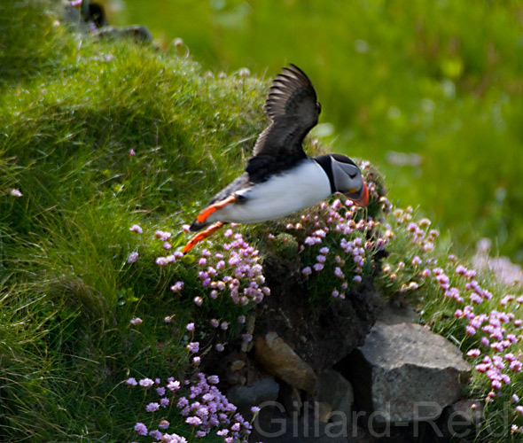 puffin in flight photo