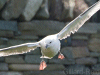 fulmar