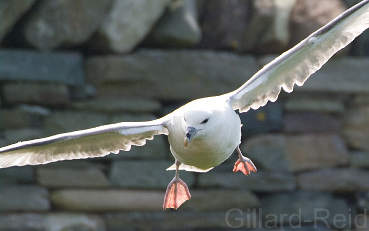 fulmar