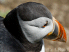 puffin photo