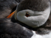 puffin photo