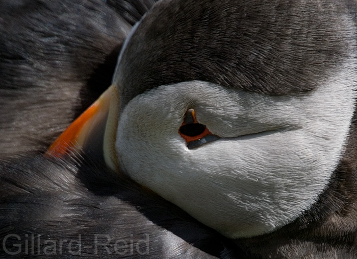 puffins