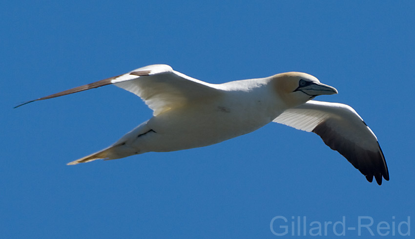 gannet