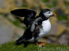 puffin photo