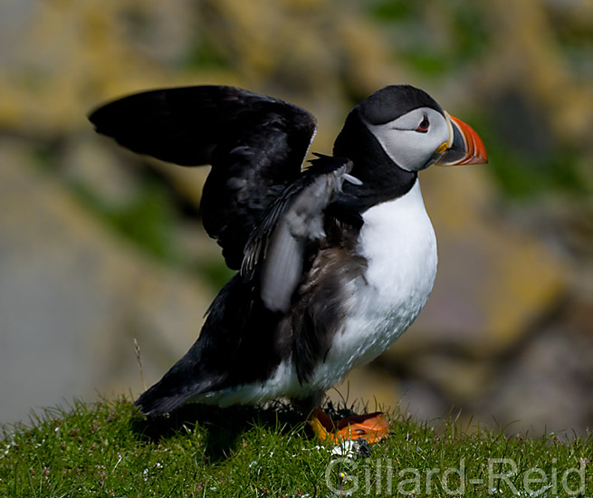 puffin