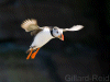 puffin photo