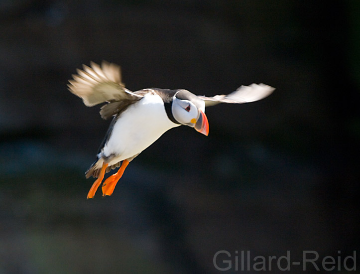 puffin in flight